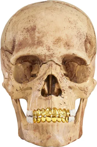 Supreme 4D MODEL HUMAN SKULL